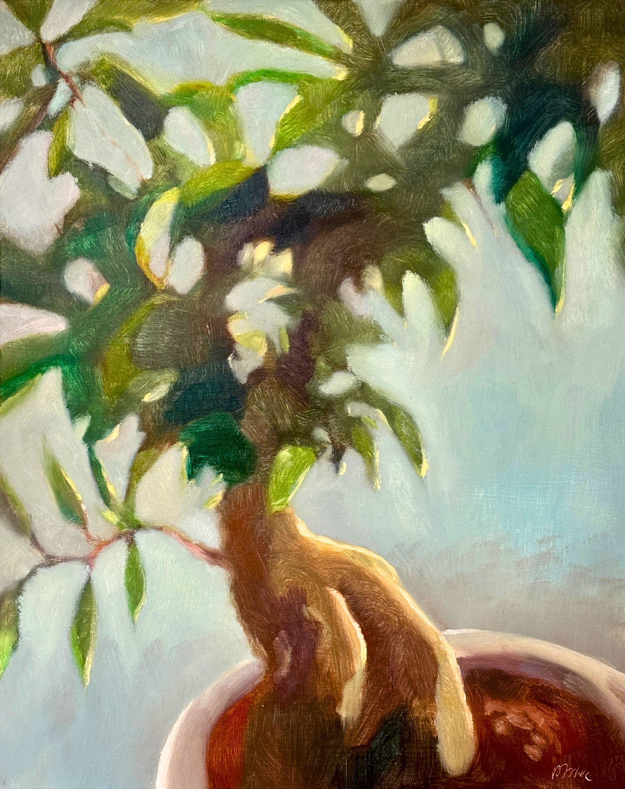 Reflections on the ficus