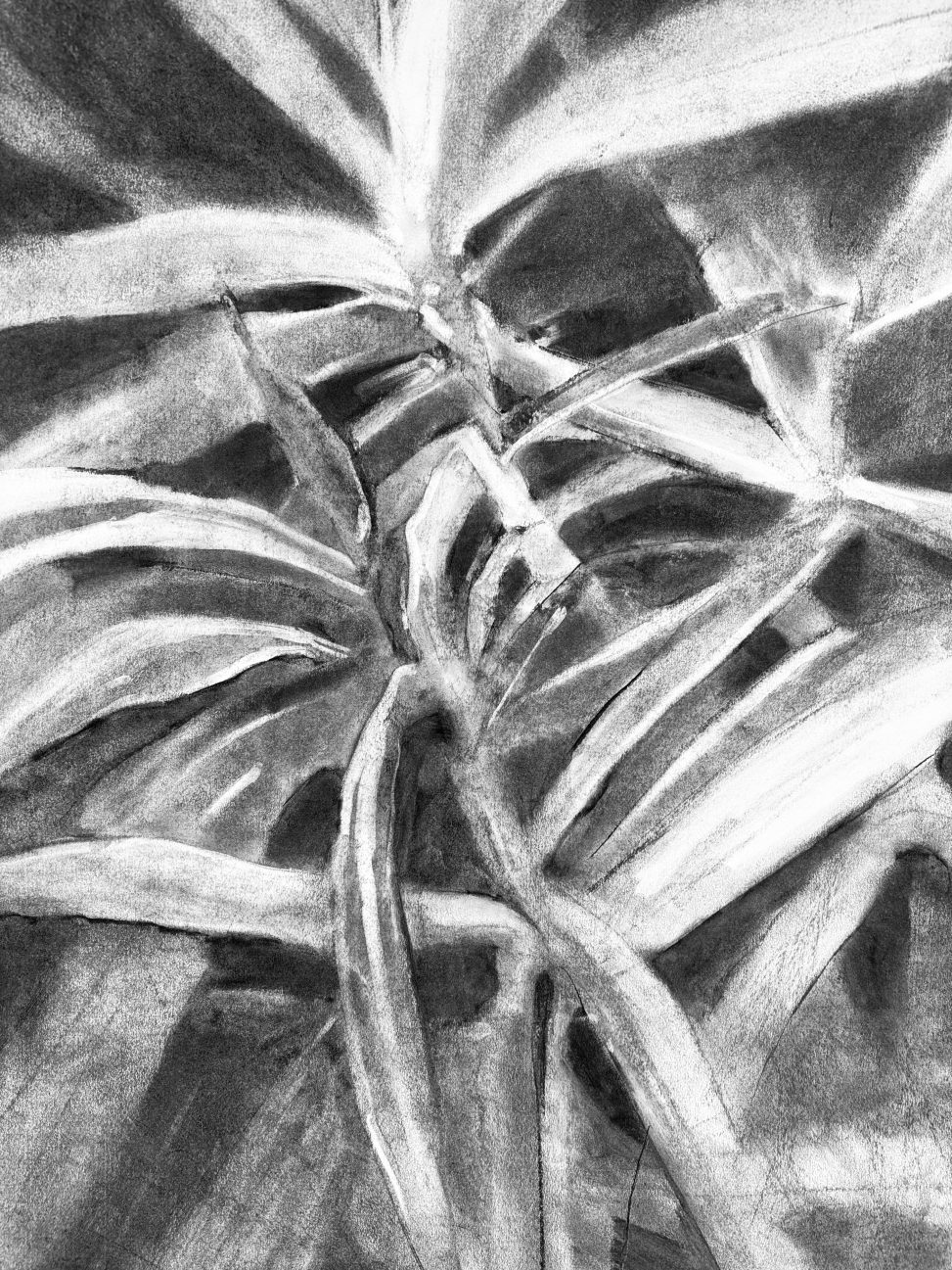 Meditations on Yucca