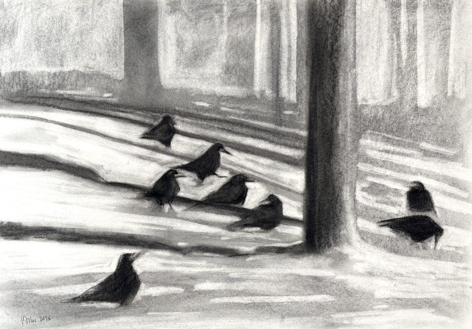Rooks on Snow, 50x70cm, charcoal on paper