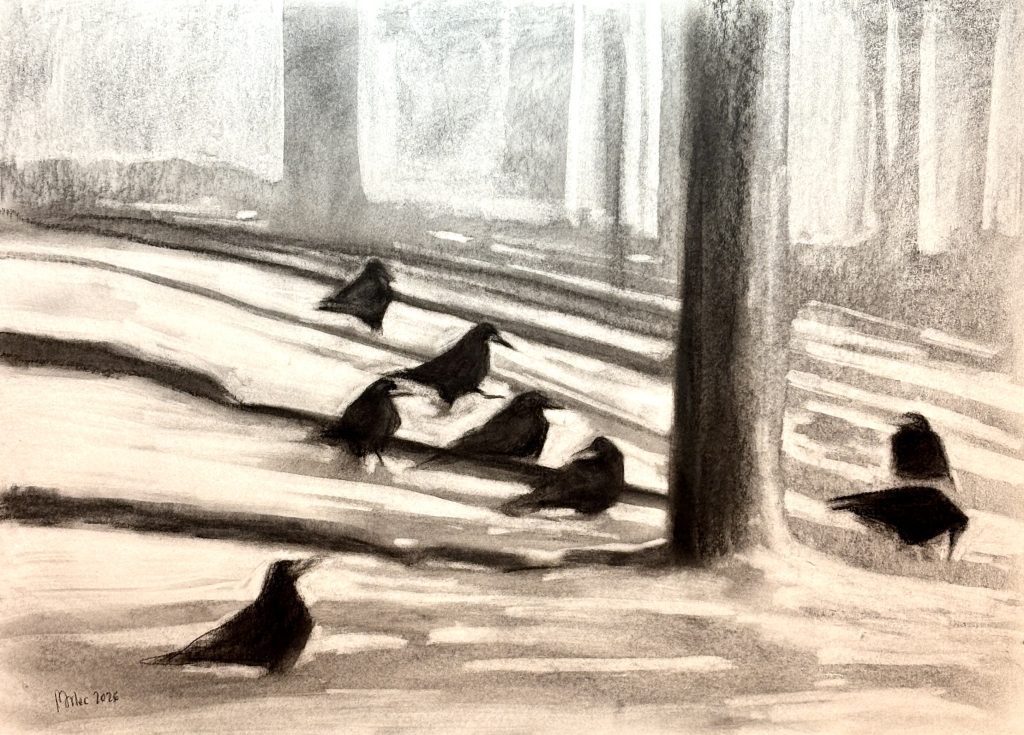 Rooks on Snow, 50x70cm, charcoal on paper