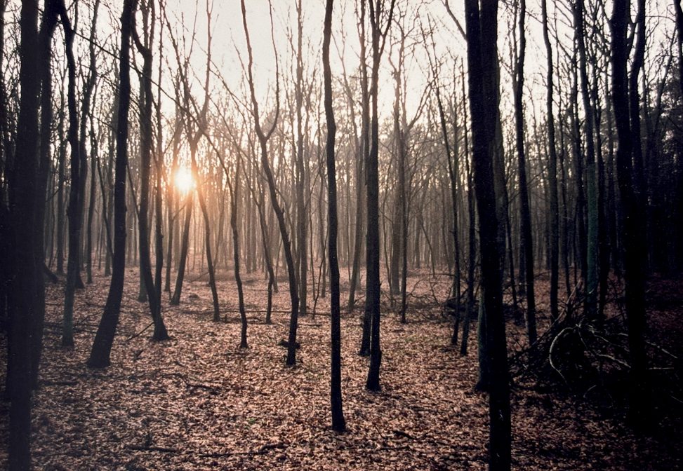 An analog photograph of a dense forest in a warm, golden tone. Slender tree trunks create a repetitive, vertical rhythm, standing like natural columns. Luminous sunlight spills from the left, creating a soft haze and highlighting the texture of the leaves. The composition is calm, filled with profound stillness and raw forest harmony. malec art