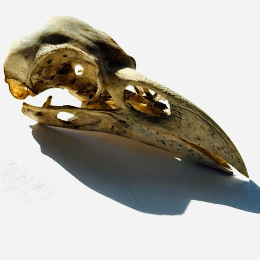 A photograph of a crow skull shown in profile against a white, textured background. The skull is illuminated by a sharp, bright overhead light, casting a deep, elongated black shadow beneath the lower jaw and beak. The bone is the color of aged ivory, with darker, earthy discolorations around the eye sockets and the base of the beak. The structure of the beak is sharply defined, showing delicate pores and cracks, while the empty spaces of the braincase and eye sockets form black, impenetrable voids. The image is stark, high-contrast, and documentary in style.