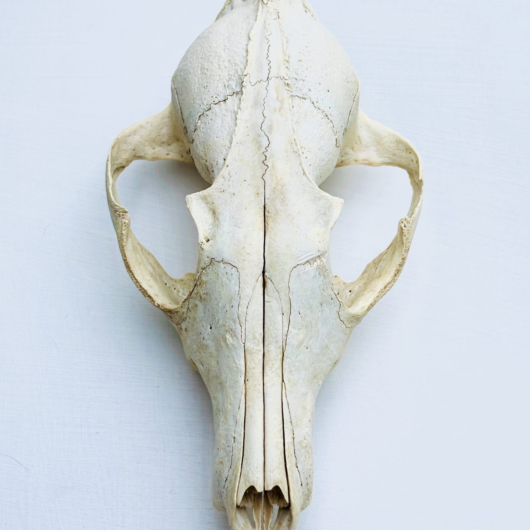 A top-down, clinical view of a bleached fox skull, referred to as General Grievous. The skull is centered against a stark, off-white background, highlighting its sharp, architectural symmetry and the intricate sutures of the bone. Its hollow eye sockets and elongated snout evoke the appearance of a skeletal mask.