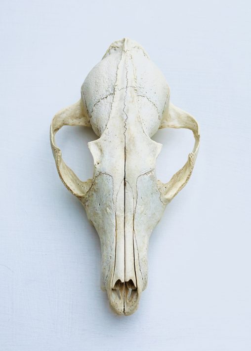 A top-down, clinical view of a bleached fox skull, referred to as General Grievous. The skull is centered against a stark, off-white background, highlighting its sharp, architectural symmetry and the intricate sutures of the bone. Its hollow eye sockets and elongated snout evoke the appearance of a skeletal mask.