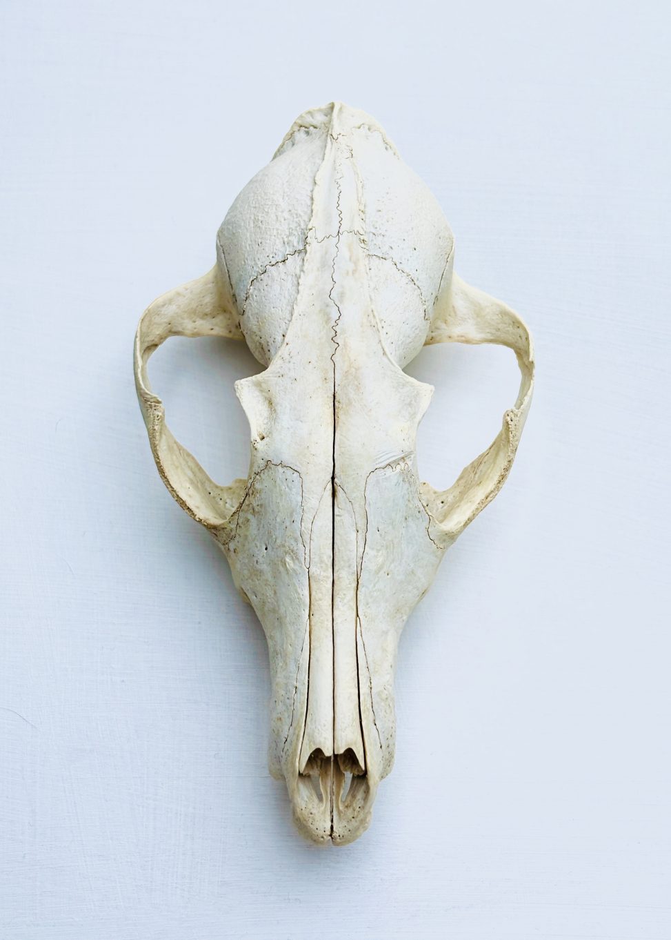 A top-down, clinical view of a bleached fox skull, referred to as General Grievous. The skull is centered against a stark, off-white background, highlighting its sharp, architectural symmetry and the intricate sutures of the bone. Its hollow eye sockets and elongated snout evoke the appearance of a skeletal mask.