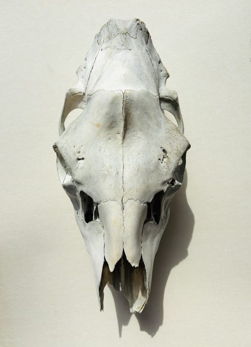 A direct, top-down view of a young moose skull. The composition is symmetrical and clinical. The surface of the bone is porous, showing a mosaic of natural stains and shadows within the deep cavities of the eye sockets and the brain chamber. The central suture runs vertically down the forehead, leading to the jagged, broken edge of the nasal cavity. malec art