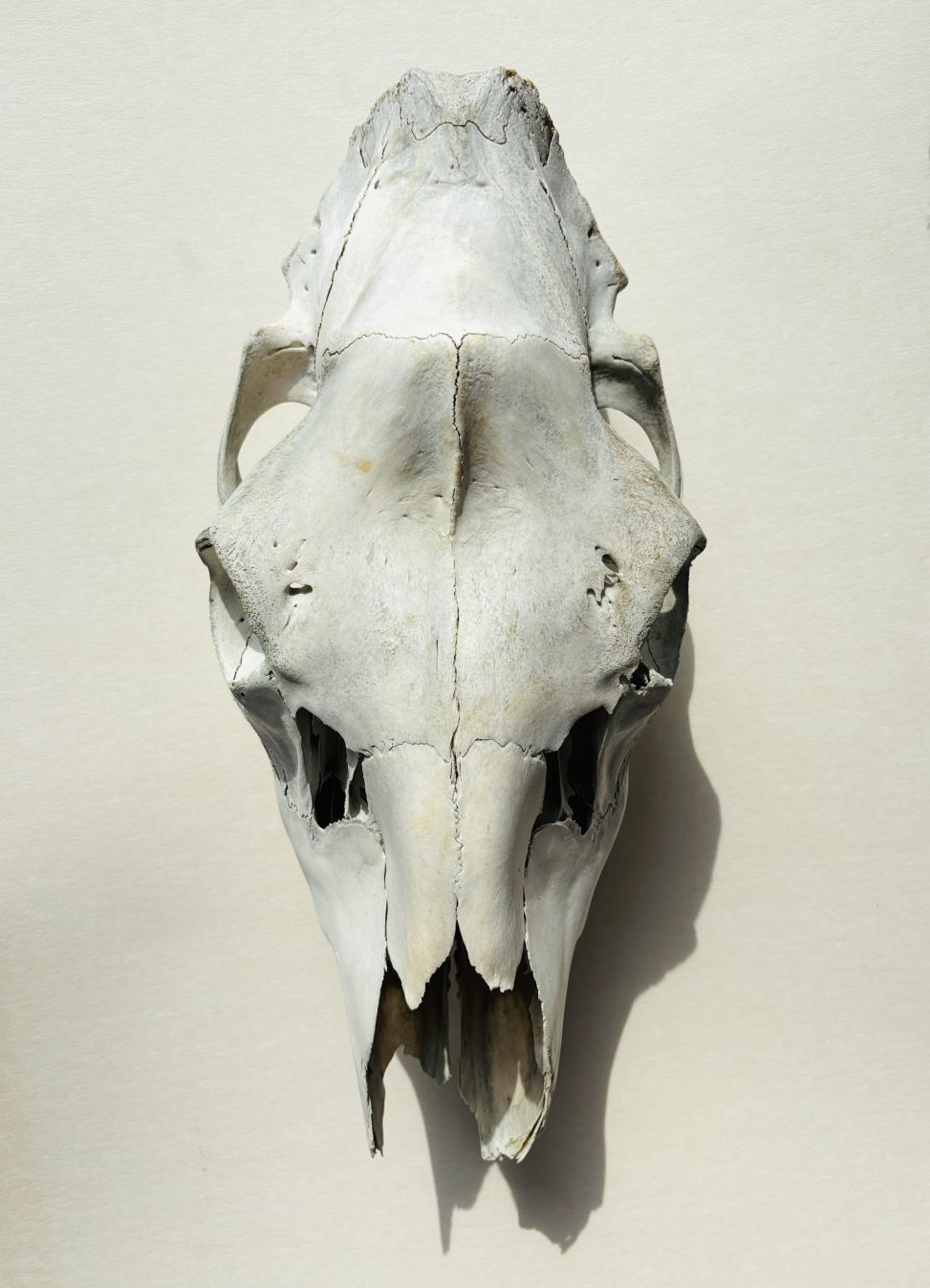A direct, top-down view of a young moose skull. The composition is symmetrical and clinical. The surface of the bone is porous, showing a mosaic of natural stains and shadows within the deep cavities of the eye sockets and the brain chamber. The central suture runs vertically down the forehead, leading to the jagged, broken edge of the nasal cavity. malec art