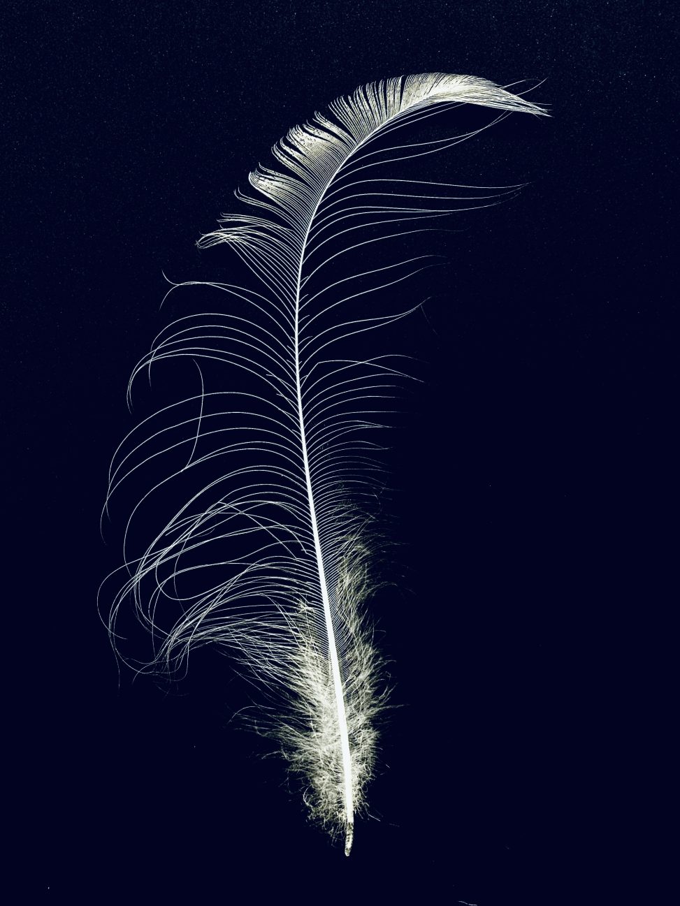 A single, delicate white feather is positioned vertically against a deep, void-like midnight blue background. The high contrast emphasizes the feather's intricate structure and the soft, organic symmetry of its barbs. The composition is minimalist and clinical, capturing a sense of fragile, wild perfection suspended in a dark, silent space. Katarzyna Malec