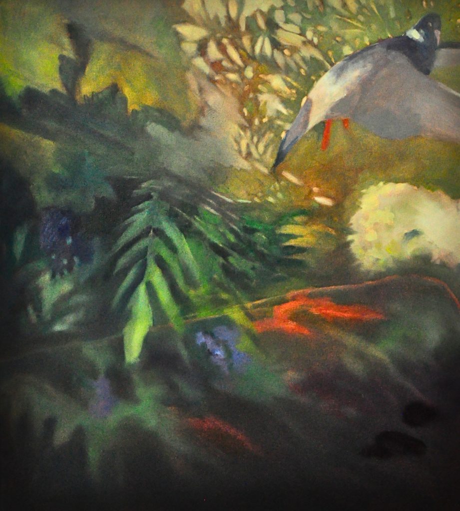 A wood pigeon startled while feeding on holly berries at 6 a.m., on the way to the pool.