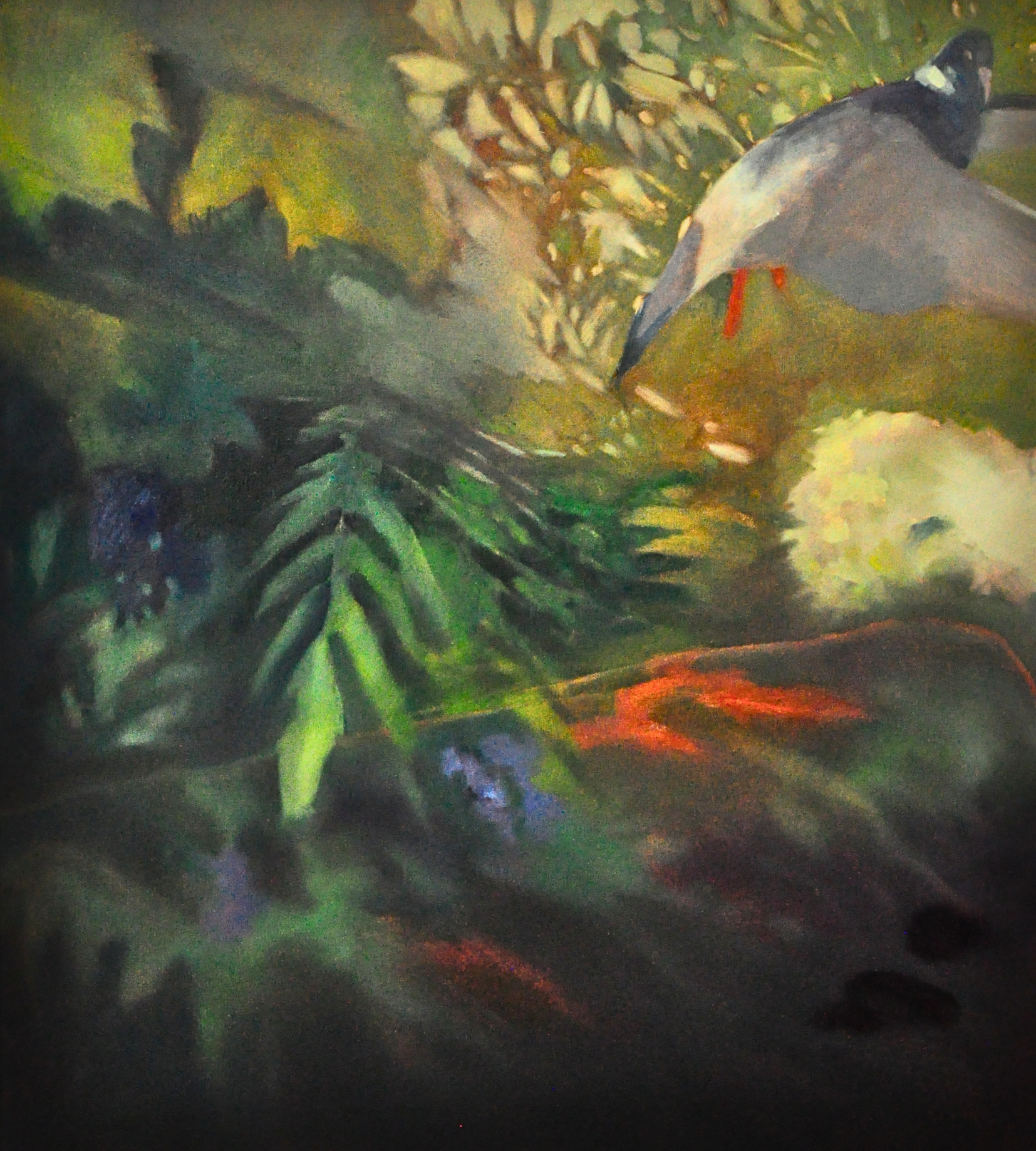 A wood pigeon startled while feeding on holly berries at 6 a.m., on the way to the pool.